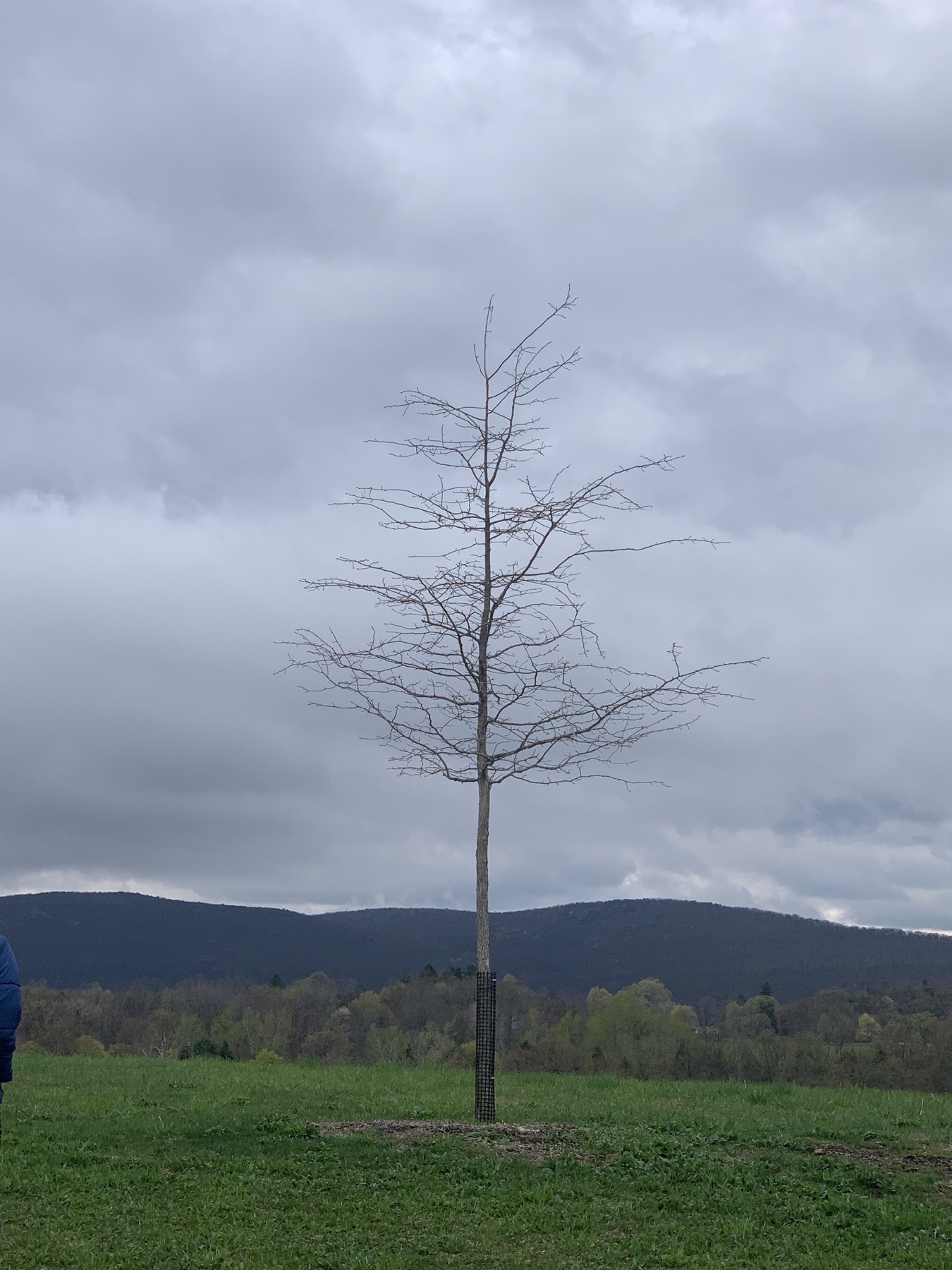 A photo of a tree with no leaves.